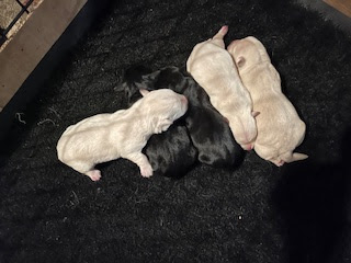 Our 5 puppies